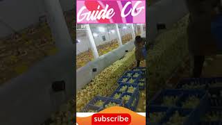 poultry farm business plan poultryfarm murgifarm murgikebache murgipalan [upl. by Ebony]