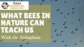 What Bees In Nature Can Teach Us by Dr Keith Delaplane at the Texas Beekeepers Association Clinic [upl. by Caryn]