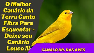 O Melhor Canário da Terra Canto Fibra Para Esquentar Deixe seu Canário Louco [upl. by Savory]