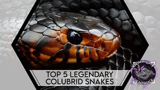 Top 5 Legendary Colubrid Snakes  Creatures of Nightshade [upl. by Almeida]