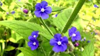 Spring Blossoms Bugloss Anchusa capensis Blue Angel anchusa capensis forgetmenot bugloss [upl. by Zeb]