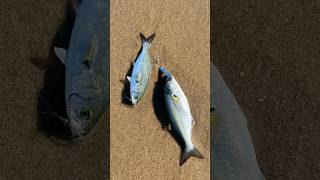 Double up  snapper Bluefish surffishing New Jersey [upl. by Cadman]