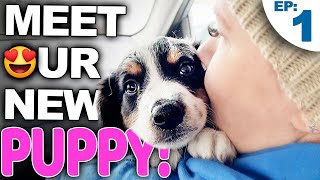 Your Complete Guide For Bringing A New Puppy Home [upl. by Nalepka281]