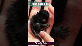 Cute Baby Binturong shorts ytshorts handypets [upl. by Adnouqal]