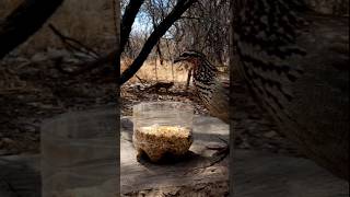 Mongoose is making bird nervous birds wildlife animals [upl. by Thaddaus]