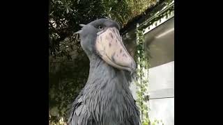 A closeup look at the most prehistoric looking bird alive today the Shoebill Stork  Animal lover [upl. by Idet192]