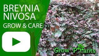 Breynia nivosa  grow amp care [upl. by Ready]