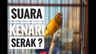 SUARA KENARI SERAK  Begini Cara Mudah Mengobatinya [upl. by Sky729]