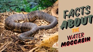 Water Moccasin The Truth About This Venomous Snake [upl. by Ikir]