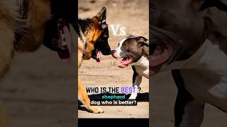 PITBULL DOG vs GERMAN SHEPHERD DOG who is bestter germanshepherd pitbull pitbullvsshepherd [upl. by Doggett]