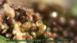 Fern Spores under a microscope [upl. by Nymrak]