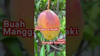 Buah Mangga miyazakishorts [upl. by Ahola]