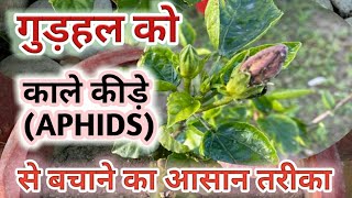 How To Control Black Insects Aphids On Hibiscus  गुड़हल क़ो काले कीड़े से कैसे बचाएँ [upl. by Ala]