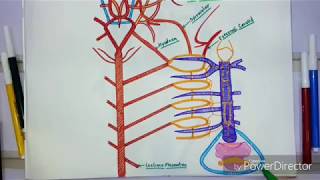 Arterial System Of Scoliodon❤Blood Vascular System [upl. by Lemor]