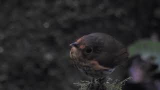 Ochrebreasted Antpitta Shakira Refugio Paz Ecuador [upl. by Blondie]