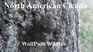 North American Cicada Tibicen Genus  Wolfpath Wildlife Ep 2 [upl. by Malloy]