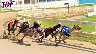 Track race  Irish greyhound racing [upl. by Ximenez]