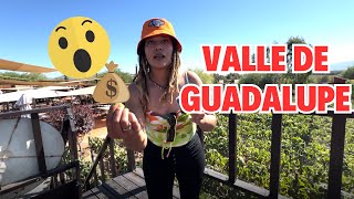 🍷 Recorrido Gastronómico por el Valle de Guadalupe  ¡Descubre Viñedos Hospedaje 🍇 [upl. by Niklaus]