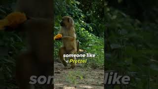 Pretzels Story  A Young Baboon Rescued from the Illegal Wildlife Trade  Love Nature Shorts [upl. by Nosrettap]