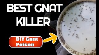 Best Gnat Killer How to get rid of gnats amp fruit flies [upl. by Yztim]