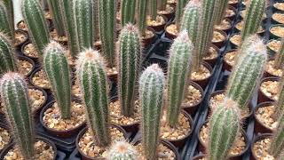 Pilosocereus leucocephalus maxonii cactus Oropoli Dept of El Paraiso Honduras [upl. by Huggins]