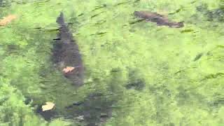 Fish Hatchery Warren NH October 2024 [upl. by Lemaceon152]