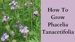 How To Grow Phacelia Tanacetifolia [upl. by Martica]