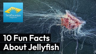 10 Fun Facts About Jellyfish [upl. by Milton]