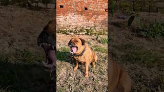 barking sounds for dogs barkingsound fordogs shorts trendingshorts viralshort [upl. by Eira]