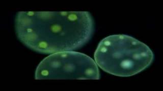 Protists  Biology [upl. by Anirbys426]