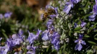 Bee Plants for Drought Reids Nursery Central Texas Gardener [upl. by Acirfa]