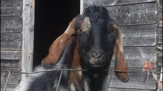 The Nubian Goat [upl. by Lorola70]