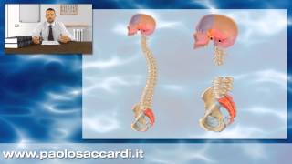 Osteopatia  Il sistema cranio sacrale 37 [upl. by Tristis]