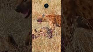 Hyena Feasting in the Maasai Mara 🐾🍖 wildlife safarisightings kenyannationalpark [upl. by Hgielek]