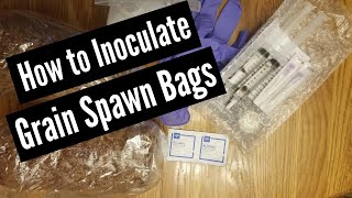 How to Inoculate Grain Spawn Bags [upl. by Eul]