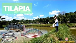 TILAPIA FARMINGHOW DO YOU FEED TILAPIA FISH IN A POND [upl. by Lyudmila]