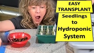 EaSy Transplant 🌱 Seedlings to Hydroponics System [upl. by Aleac]