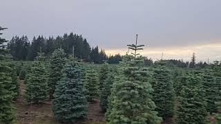 Christmas tree farm part 2 [upl. by Seira]