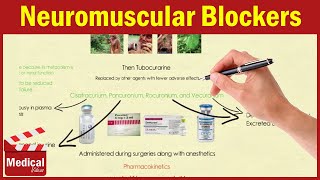 Pharmacology ANS 10 Neuromuscular Blockers  Pancuronium  Rocuronium  Vecuronium [upl. by Ahsiened311]