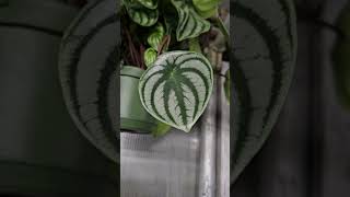 Peperomia argyreia watermelon peperomia [upl. by Salguod]