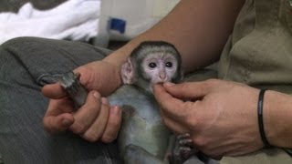 Un bébé singe vert du zoo de Rio retrouve la santé [upl. by Drofhsa509]