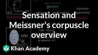 Overview of Sensation and Meissners Corpuscle  NCLEXRN  Khan Academy [upl. by Edmonds]