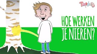 HOE WERKEN JE NIEREN  TOPDOKS ANIMATIE [upl. by Nujra]