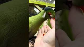 Tame white cheeked turaco bird  Green Tropical Bird  Pet bird bird birds [upl. by Esiuolyram]