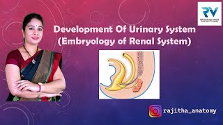 Development of Urinary System  Renal System Embryology by Dr Rajitha Vanga [upl. by Gilbart]