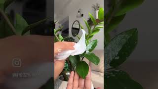 Plant care plants planting plantcaretips plant ecofriendly mycozygreennest [upl. by Yot]