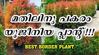 മതിലിനു പകരം യൂജീനിയ പ്ലാന്റ്സ്  euginia plant care and fertilizer [upl. by Stieglitz]