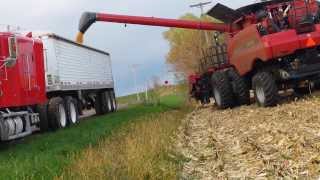 Case IH 7120 Combine Harvesting Corn [upl. by Rhiamon617]