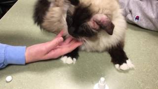 How to Flush Out a Cats Ear  Ragdoll Cat Caymus Modeling  Floppycats [upl. by Narruc]