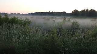 Loblolly Ground Fog [upl. by Nellac]